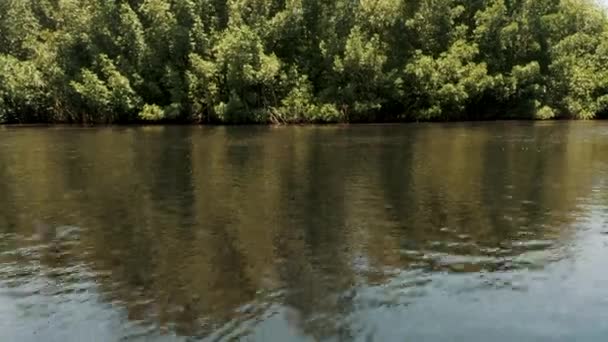 グアテマラ エスクイントラのエル パレドン付近のマングローブ入り江の透明水 空中ドローン — ストック動画