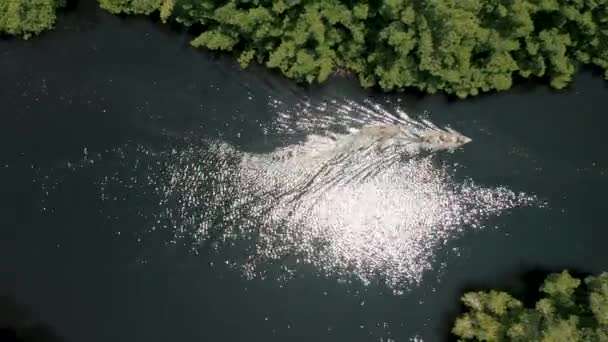 Vista Pájaro Barcos Navegando Laguna Bosque Manglares Paredon Guatemala Drone — Vídeos de Stock