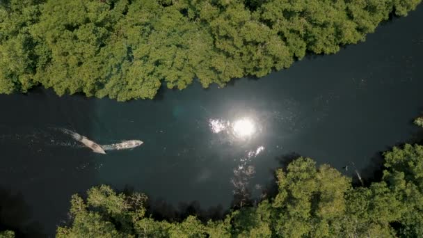 Pohled Shora Dolů Dřevěné Lodě Bažině Mangrove Paredon Guatemala Drone — Stock video