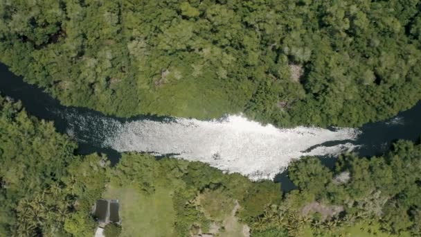 Bird Eye View Mangrove Forest Paredon Guatemala Drone Shot — Stock Video
