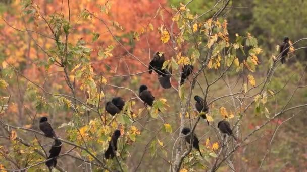 정적인 나뭇잎 사이의 나뭇가지에 — 비디오
