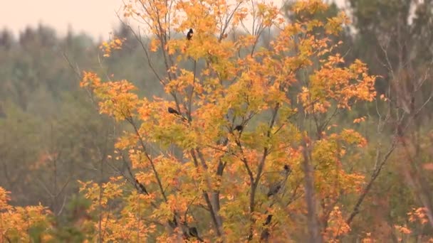 Szpaki Ptaki Schwytane Jesiennym Drzewie — Wideo stockowe