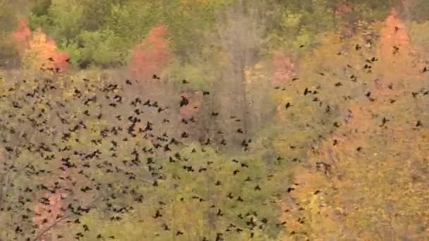 Stormo Massiccio Uccelli Colore Nero Che Volano Atterrano Albero Nella — Video Stock