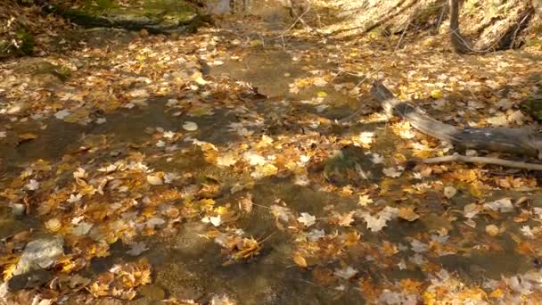 Water Flowing Amidst Autumn Leaves Forest Floor Beautiful Background Golden — Stock Video