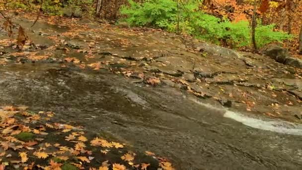 Der Bach Fließt Herbst Mitten Wald Statische Sicht Tageslicht — Stockvideo