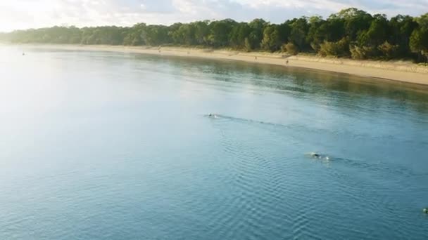 Luchtfoto Drone Atlete Toonaangevende Ocean Zwemrace Met Zon Flare Australië — Stockvideo