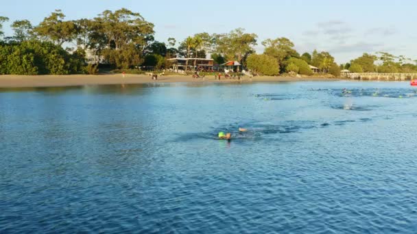 Idrottsman Simmare Ledande Open Water Swim Race Antenn Drönare Australien — Stockvideo
