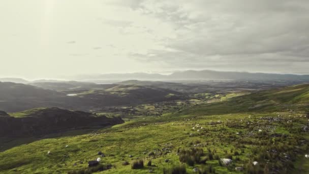 夏のサンセットゴールデンアワーにアイルランドの高地を飛行する美しい航空機 草の羊や草の山 谷との距離にラフで石の山々覆われた 前方へ飛ぶ — ストック動画