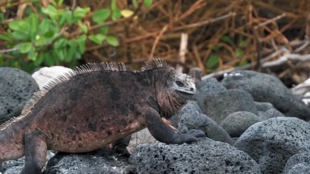 Big Male Marine Iguana Bobs His Head Rocky Beach Острові — стокове відео