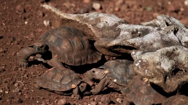 Güneşli Bir Günde Mağarada Yürüyen Genç Galapagos Kaplumbağaları Kapat — Stok video