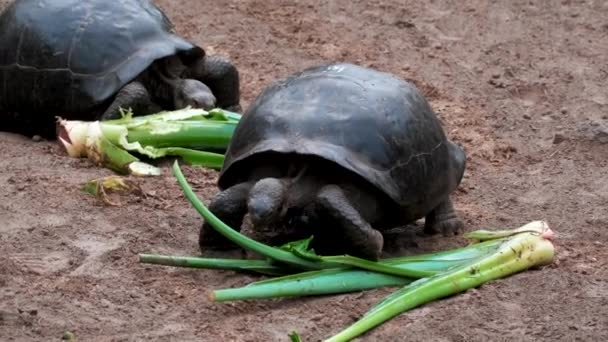 Велетенські Черепахи Які Живляться Святилищі Острові Ісабела Галапагос Еквадор — стокове відео