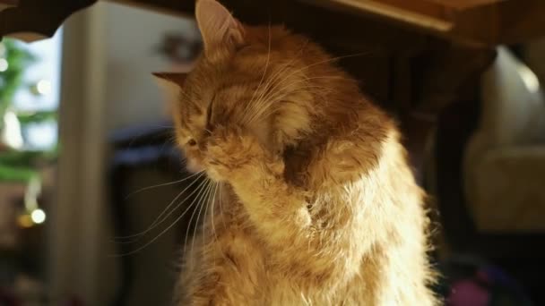 Funny Wet Yellow Cat Shaking Water Bath Licks Its Paw — Stock Video