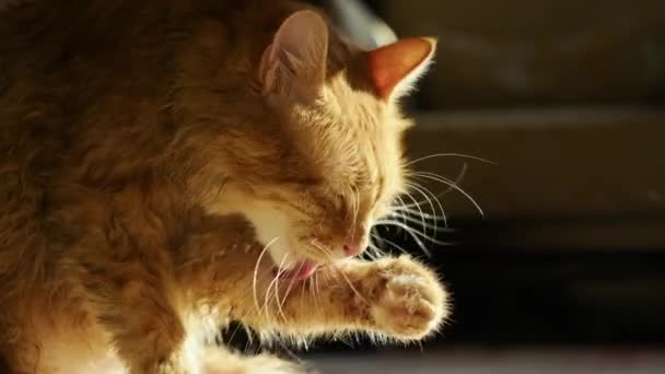 Vtipná Mokrá Žlutá Kočka Koupeli Otírá Vodu Olizuje Tlapku Kočka — Stock video