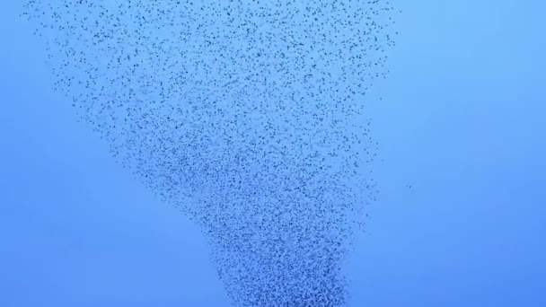 鳥の大規模な群れは 騎士の空に雑音で飛んでいる — ストック動画