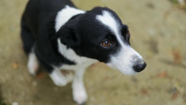 Porträt Eines Netten Hundes Hat Angst Und Zittert Kleine Rasse — Stockvideo