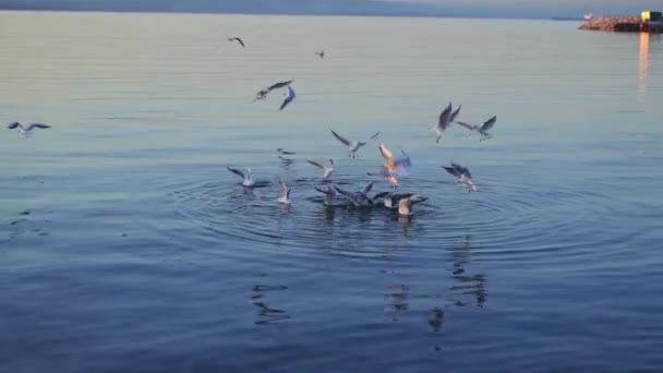 Fiskmåsar Som Svävar Skyn Sitter Det Kalla Vattnets Yta Det — Stockvideo