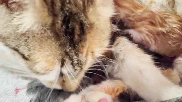 Închiderea Pisicuței Ude Nou Născute Mama Linge Pisica Uscată — Videoclip de stoc