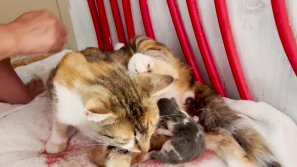 Kat Geeft Geboorte Aan Baby Kittens Slow Motion — Stockvideo