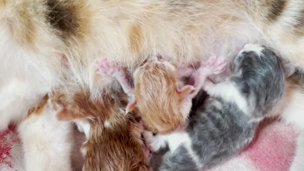 Großaufnahme Neugeborener Kätzchen Die Auf Muttermilch Stillen — Stockvideo