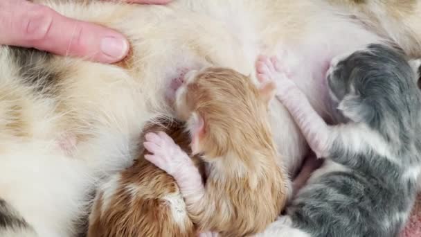 Noworodki Jeszcze Mokre Kocięta Głodna Pielęgniarka Mleku Matki — Wideo stockowe
