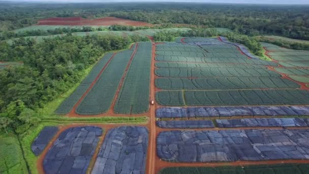 Pineapple Fields Surrounding Landscape Upala Costa Rica Aerial Tilt Descending — Stock Video