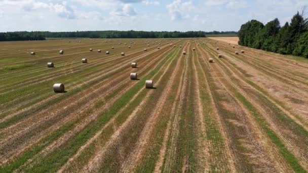 Rising Drone Shot Ontario Hay Field Filled Bail Hay — Vídeo de Stock