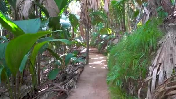 Wandelen Door Tropisch Jungle Pad Met Gigantische Palmbomen Varenbladeren — Stockvideo