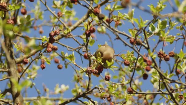 一只雪松的蜡翼鸟在树上吃浆果然后飞走了 靠近点 — 图库视频影像