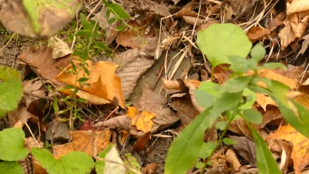 Крупный План Небольшой Амфибии Саламандра Идущей Разлагающемуся Листу Густой Осенней — стоковое видео
