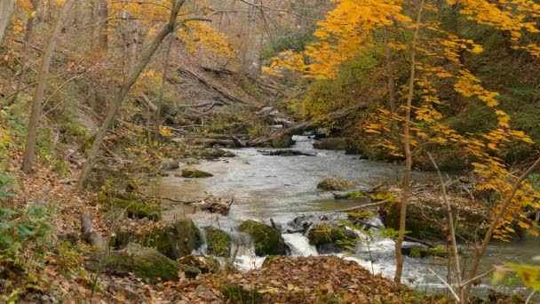 Восени Осінній Сезон Процвітає Річці Мадаваска Парк Альгонкін Онтаріо — стокове відео