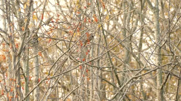 Dos Pájaros Carpinteros Rivales Área Boscosa Encaramada Alimentándose Bayas Árbol — Vídeo de stock