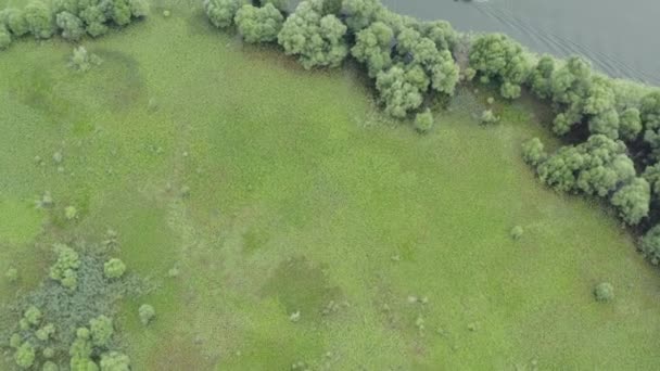 Boat Lake Skadar Sailing Green Lilypads Moss Covering Water Aerial — Stock Video