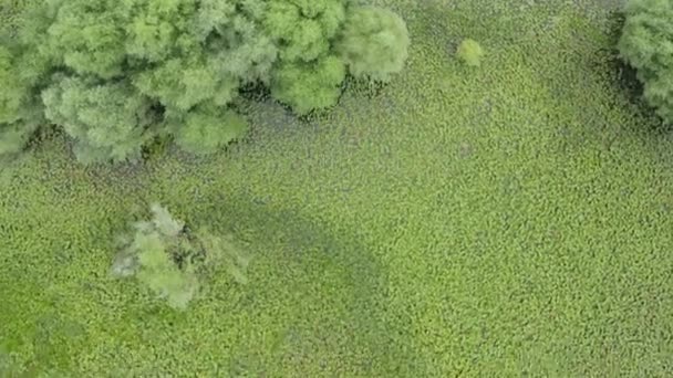 Podgoricia Karadağ Yazı Nda Yeşil Zambaklara Skadar Gölü Kaplayan Yosunlara — Stok video
