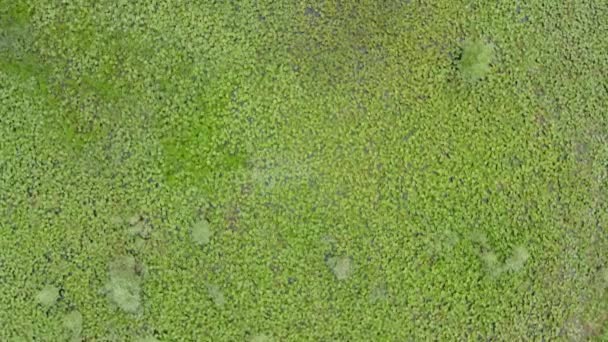 Zielone Lillipady Pokrywające Jezioro Szkoderskie Czarnogórze Dron Przelatujący Nad — Wideo stockowe