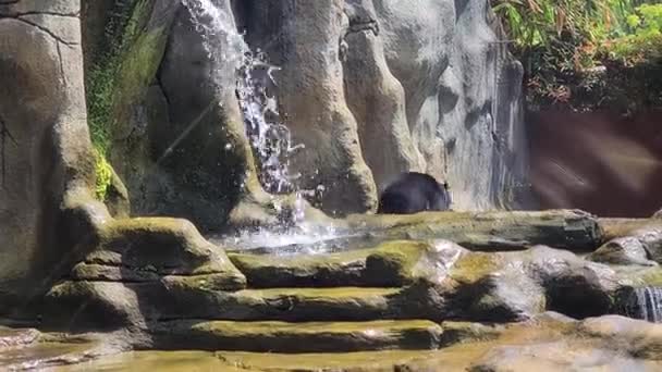 滝の下のサンベアーズ 自然保護区の愛らしい動物 — ストック動画