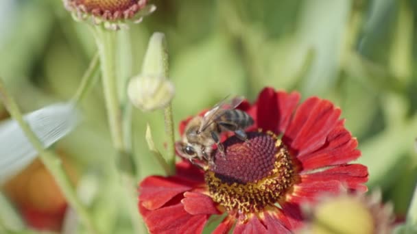 Honey Bee Pollinates Common Sneezeweed Flower Field Bokeh — Stock Video