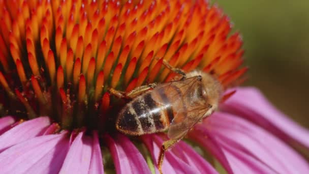 Honey Bee Collects Pollen Purple Orange Cone Flower Extreme Close — Stock Video