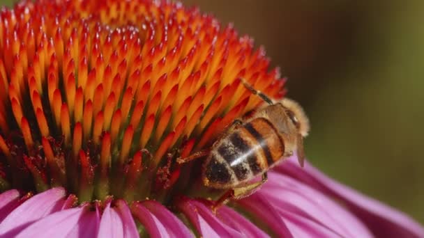 Мед Бджолоїдка Запилює Звичайну Квітку Шкідниками Полі Боке — стокове відео