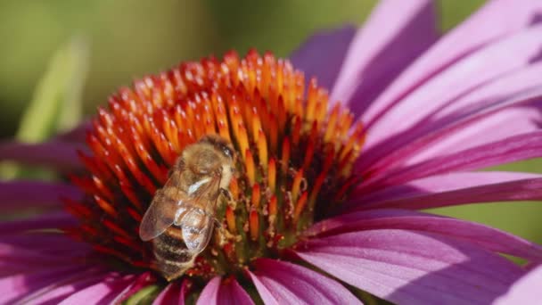 Honey Bee Pollinates Common Sneezeweed Flower Field Bokeh — Stock Video