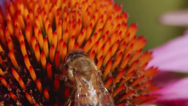 Мед Бджолоїдка Запилює Звичайну Квітку Шкідниками Полі Крайній Зближення — стокове відео
