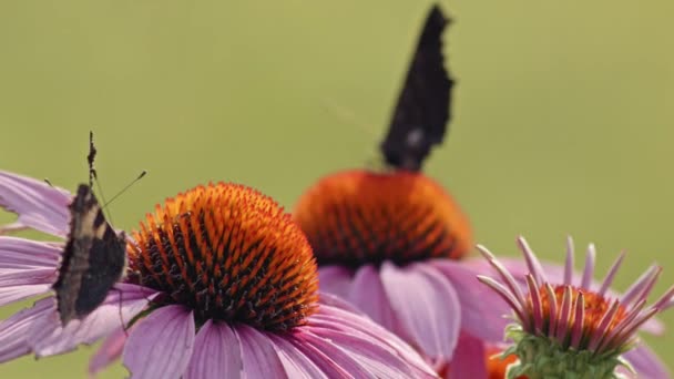 Hejno Malých Želvího Krunýře Motýli Jedí Nectar Fialového Květináče Makro — Stock video