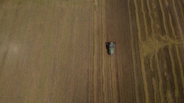Tractor Slowly Harvests Crops Aerial Drone Farm Collecting Feed — Stock Video