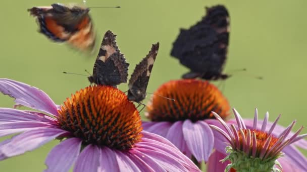 Statický Pohled Kolonii Motýlů Černými Pruhy Květinách Super Zblízka — Stock video