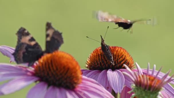 Hejno Čtyř Motýlů Pojídajících Nectar Pomeranče Coneflower Makrostatický Záběr — Stock video