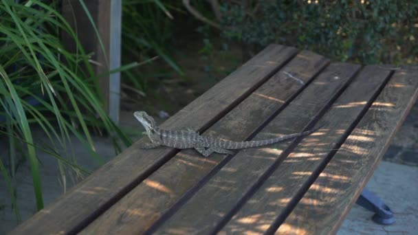 阳光灿烂的一天 蜥蜴在当地公园的一条公园长椅上休息 — 图库视频影像