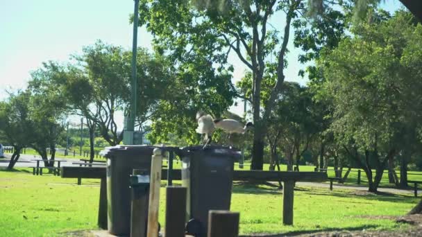 White Ibis Recebendo Comida Uma Lixeira Austrália Dia Ensolarado Nos — Vídeo de Stock