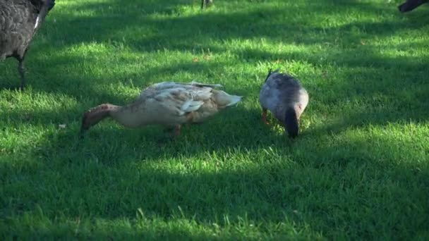Zwei Enten Fressen Einem Sonnigen Tag Futter Aus Tropisch Grünem — Stockvideo
