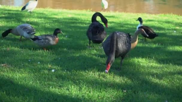 Güneşli Bir Günde Yemyeşil Otlardan Beslenen Bir Grup Kuğu Ördek — Stok video