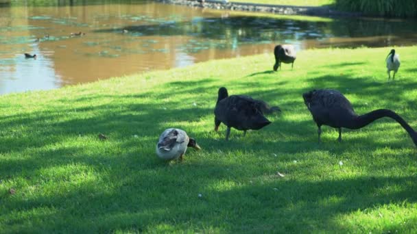 Eine Gruppe Vögel Frisst Einem Sonnigen Tag Futter Aus Sattgrünem — Stockvideo
