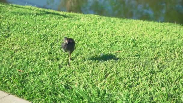 Brown Water Fowl Looking Food Lush Green Grass Lake Sunny — Stock Video